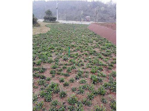 虎形山草花救治 (3) 虎形山草花救治 (3)