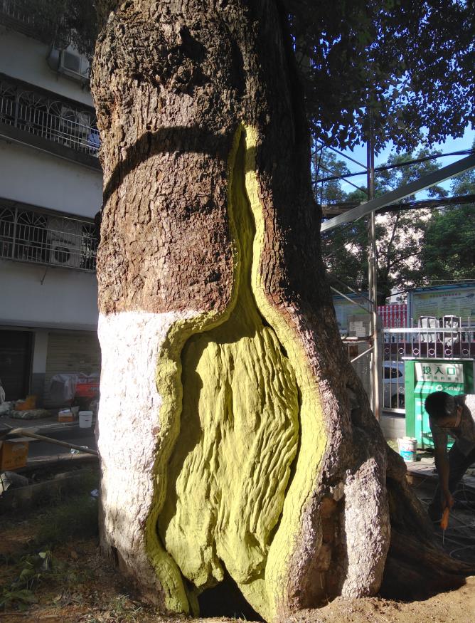 樟樹坪小學古香樟